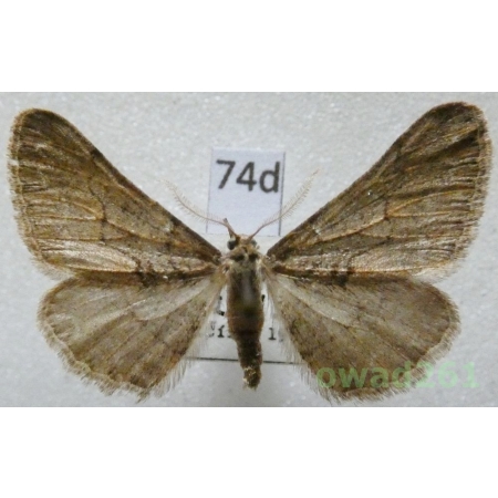 Agriopis bajaria (Denis & Schiffermüller, 1775) male Zimowek brunatek Czech74d
